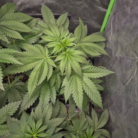 Black Domina 💃 growlog timeline photo
