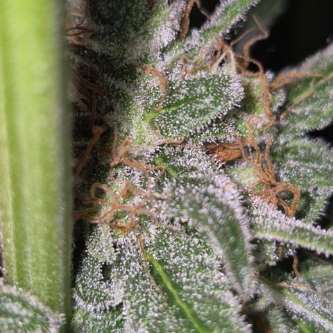 🍍Anna  #1 amnesia lemon  growlog timeline photo