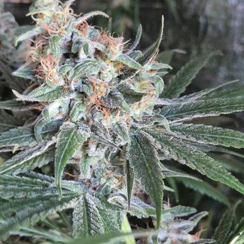 🍍Anna  #1 amnesia lemon  growlog timeline photo