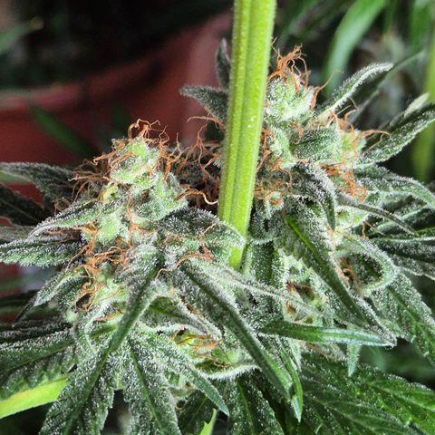 🍍Anna  #1 amnesia lemon  growlog timeline photo