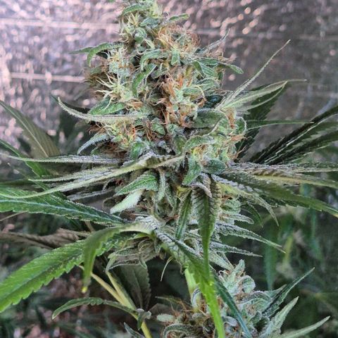 🍍Anna  #1 amnesia lemon  growlog timeline photo