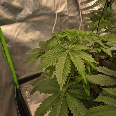 Moby 🍆  growlog timeline photo