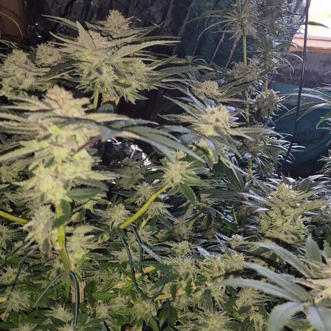 Mimosa evo Photo ♥️ Barney's Farm  growlog timeline photo
