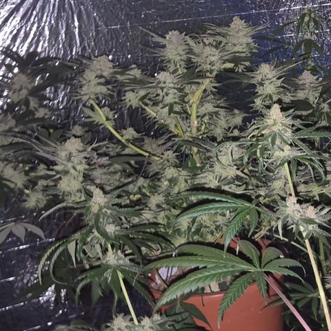 Mimosa evo Photo ♥️ Barney's Farm  growlog timeline photo