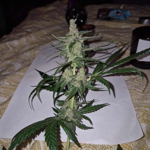 🌅Sherbi photo, blue sunset sherbert, Barneys farm  growlog timeline photo