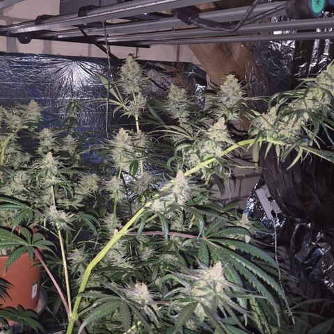 🌅Sherbi photo, blue sunset sherbert, Barneys farm  growlog timeline photo