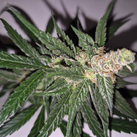 🌅Sherbi photo, blue sunset sherbert, Barneys farm  growlog timeline photo