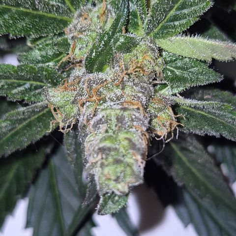🌅Sherbi photo, blue sunset sherbert, Barneys farm  growlog timeline photo