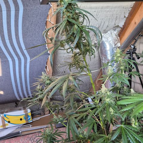 🌅Sherbi photo, blue sunset sherbert, Barneys farm  growlog timeline photo
