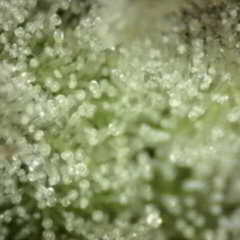 Mimosa evo Photo ♥️ Barney's Farm  growlog timeline photo