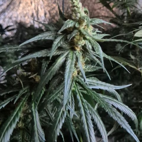 🌅Sherbi photo, blue sunset sherbert, Barneys farm  growlog timeline photo