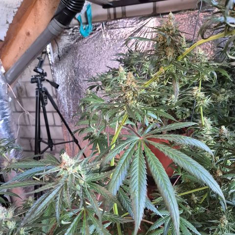 🌅Sherbi photo, blue sunset sherbert, Barneys farm  growlog timeline photo