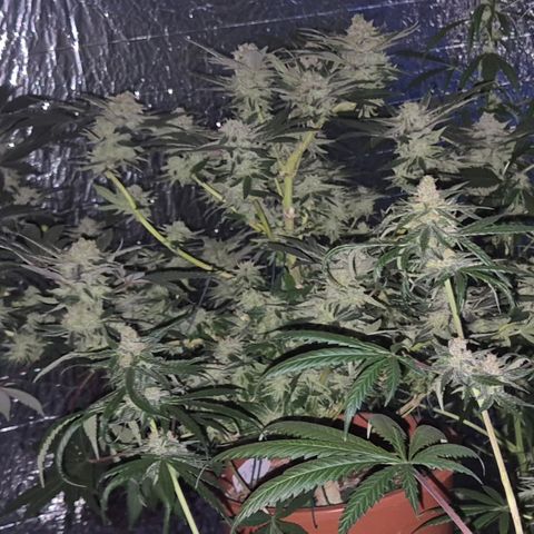 Mimosa evo Photo ♥️ Barney's Farm  growlog timeline photo