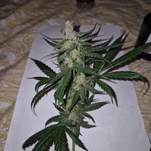 🌅Sherbi photo, blue sunset sherbert, Barneys farm  growlog timeline photo