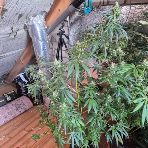 🌅Sherbi photo, blue sunset sherbert, Barneys farm  growlog timeline photo