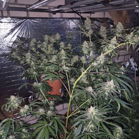 🌅Sherbi photo, blue sunset sherbert, Barneys farm  growlog timeline photo
