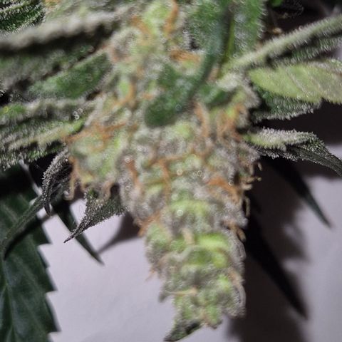 🌅Sherbi photo, blue sunset sherbert, Barneys farm  growlog timeline photo