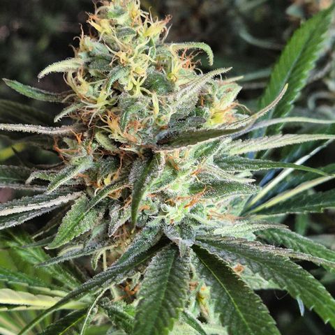 🍍Anna  #1 amnesia lemon  growlog timeline photo