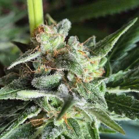 🍍Anna  #1 amnesia lemon  growlog timeline photo