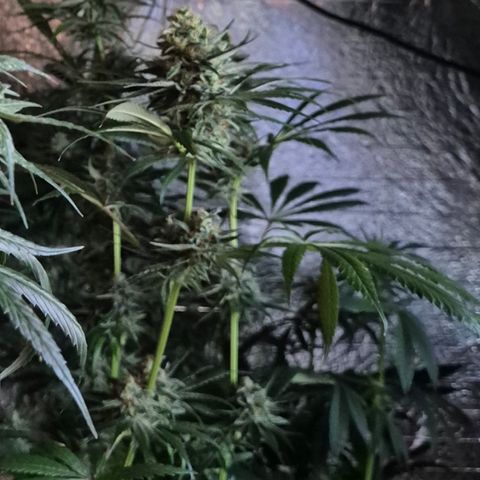 🍍Anna  #1 amnesia lemon  growlog timeline photo