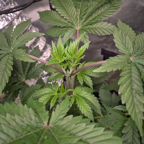 Moby Dick 1 growlog timeline photo