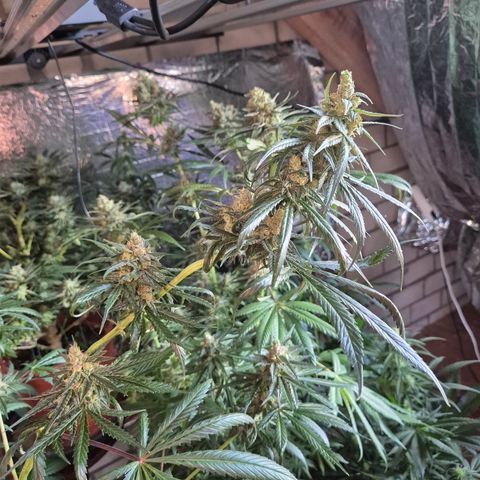 🌅Sherbi photo, blue sunset sherbert, Barneys farm  growlog timeline photo