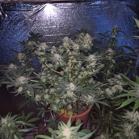 Mimosa evo Photo ♥️ Barney's Farm  growlog timeline photo
