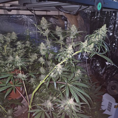 🌅Sherbi photo, blue sunset sherbert, Barneys farm  growlog timeline photo
