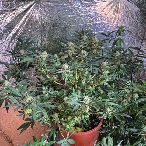 Mimosa evo Photo ♥️ Barney's Farm  growlog timeline photo