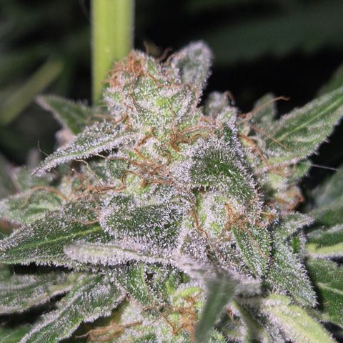 🍍Anna  #1 amnesia lemon  growlog timeline photo