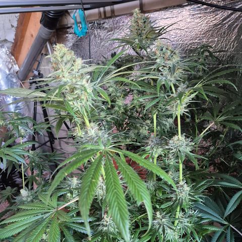 🍍Anna  #1 amnesia lemon  growlog timeline photo