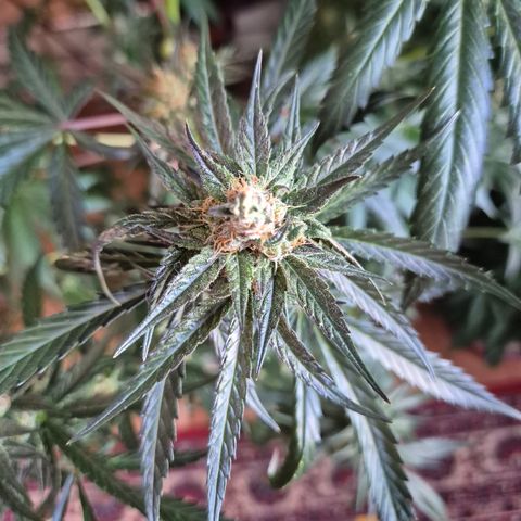 🌅Sherbi photo, blue sunset sherbert, Barneys farm  growlog timeline photo