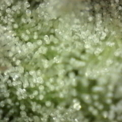 Mimosa evo Photo ♥️ Barney's Farm  growlog timeline photo