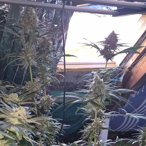 🍍Anna  #1 amnesia lemon  growlog timeline photo