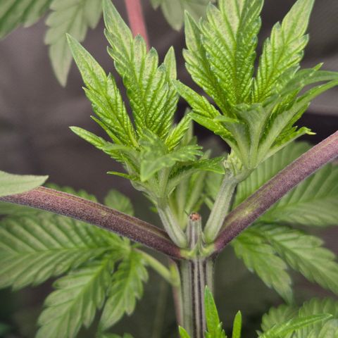 Moby Dick 1 growlog timeline photo