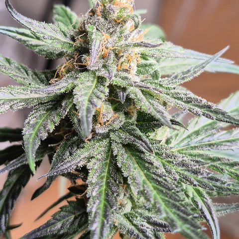 🌅Sherbi photo, blue sunset sherbert, Barneys farm  growlog timeline photo