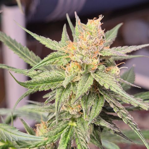 🌅Sherbi photo, blue sunset sherbert, Barneys farm  growlog timeline photo