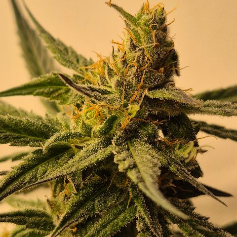 🌅Sherbi photo, blue sunset sherbert, Barneys farm  growlog timeline photo