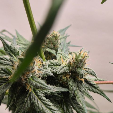 🌅Sherbi photo, blue sunset sherbert, Barneys farm  growlog timeline photo
