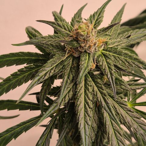 🌅Sherbi photo, blue sunset sherbert, Barneys farm  growlog timeline photo