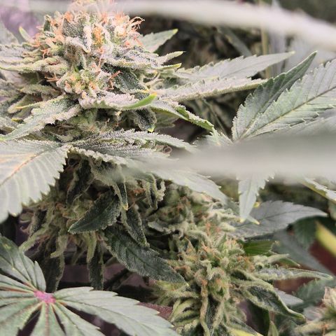 Mimosa evo Photo ♥️ Barney's Farm  growlog timeline photo