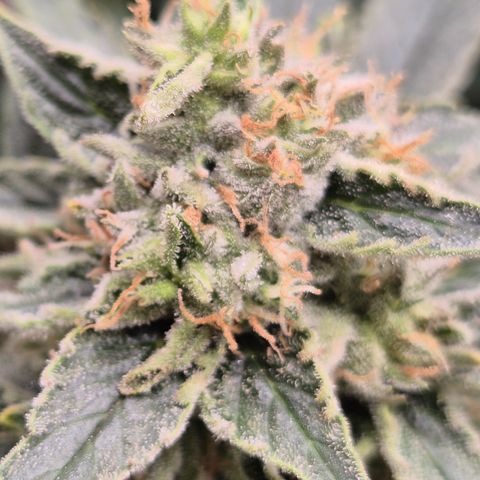 Mimosa evo Photo ♥️ Barney's Farm  growlog timeline photo