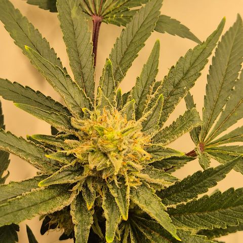 Mimosa evo Photo ♥️ Barney's Farm  growlog timeline photo