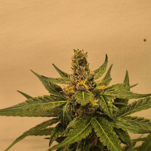 🌅Sherbi photo, blue sunset sherbert, Barneys farm  growlog timeline photo