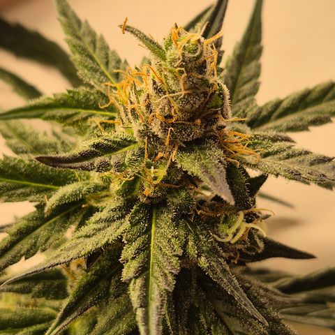 🌅Sherbi photo, blue sunset sherbert, Barneys farm  growlog timeline photo