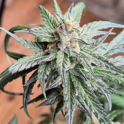 🌅Sherbi photo, blue sunset sherbert, Barneys farm  growlog timeline photo