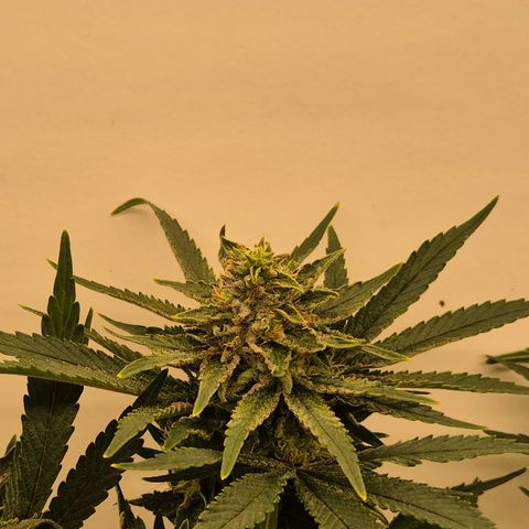 Mimosa evo Photo ♥️ Barney's Farm  growlog timeline photo