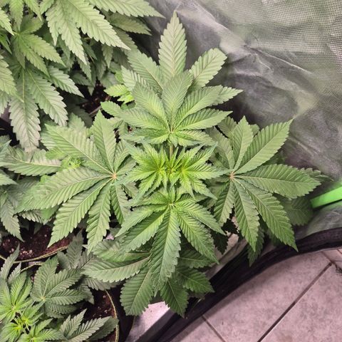 Moby 🍆  growlog timeline photo