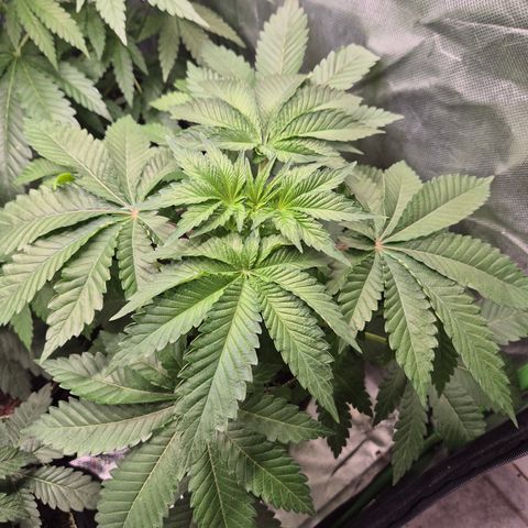 Moby 🍆  growlog timeline photo