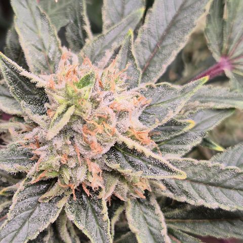 Mimosa evo Photo ♥️ Barney's Farm  growlog timeline photo